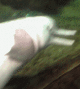 爆笑gif 很不理解你们这些动物