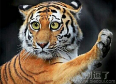 老虎没猫萌为啥？脸大，眼睛却没放大