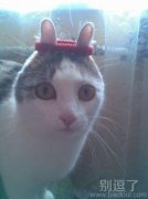 你才是兔纸，你们全家都是兔纸