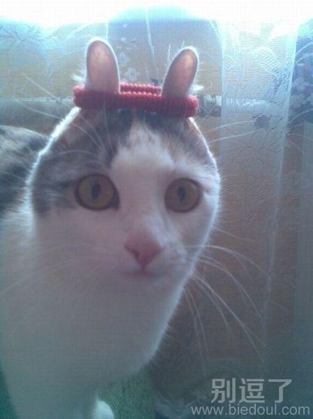 你才是兔纸,你们全家都是兔纸 你才是兔纸,你们全家都是兔纸