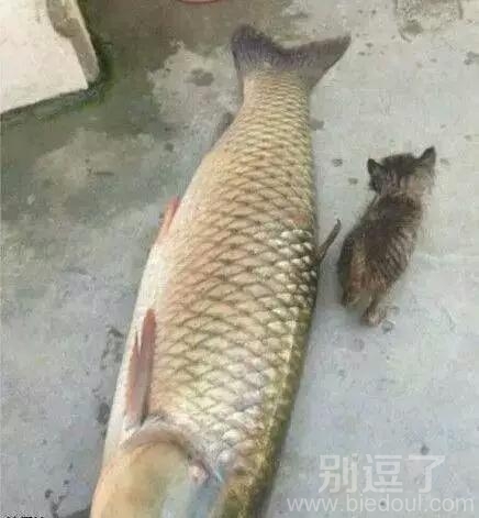 真的是下不了嘴呀