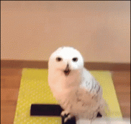 笑得我眼睛都睁不开了