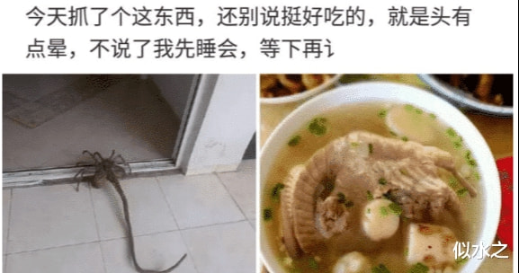 今天抓了一只不知道什么东西煮了吃了,味道还不错,就是头有点晕 今天抓了一只不知道什么东西煮了吃了,味道还不错,就是头有点晕