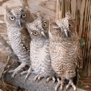 好奇的我的不敢眨眼了