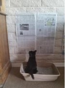 大号也看报 大号也看报