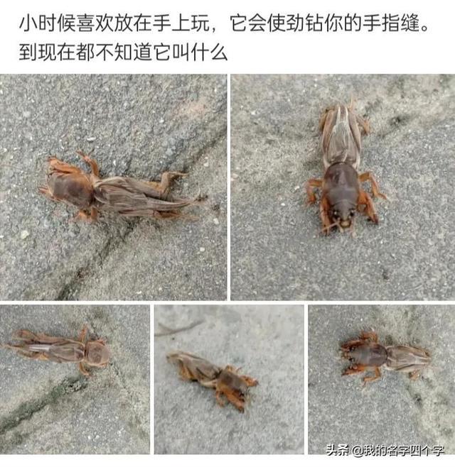 神回复：搞不懂我舅妈怎么看上我舅舅的