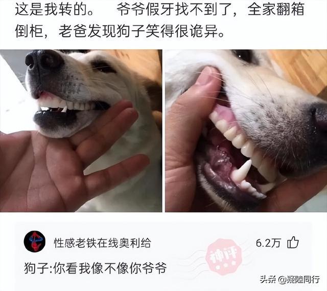 爆笑神回复:听说吃河豚可以返老还童,是真的吗? 爆笑神回复:听说吃河豚可以返老还童,是真的吗?