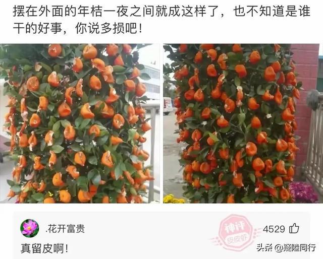 爆笑神回复:听说吃河豚可以返老还童,是真的吗? 爆笑神回复:听说吃河豚可以返老还童,是真的吗?