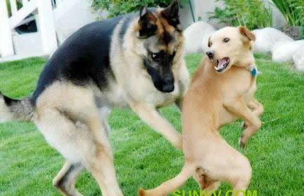 汪星人练军体拳-------虎步撩裆 汪星人练军体拳-------虎步撩裆