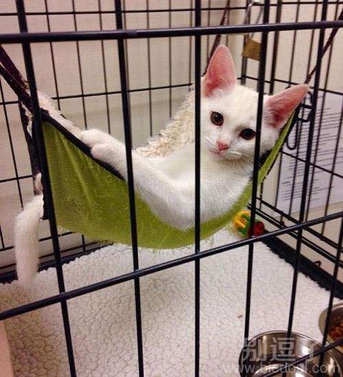 虽然在笼子了,但是却很安逸! 虽然在笼子了,但是却很安逸!