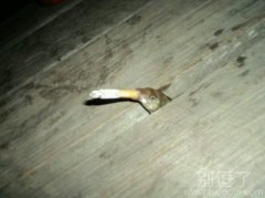 一只吸烟的小鱼。