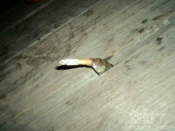 一只吸烟的小鱼。