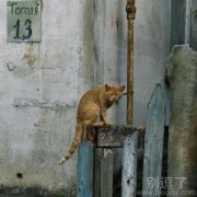 猫咪诡异的眼神，你瞅啥