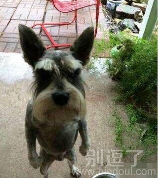 哥们老是忘记喂他家狗狗吃饭