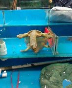 老兄要越狱了哦 老兄要越狱了哦