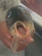 这家伙是死不瞑目呀