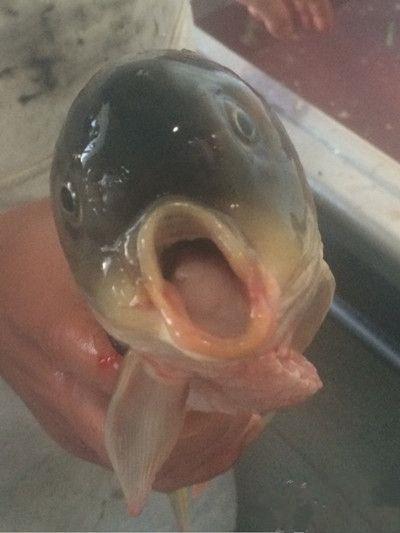 这家伙是死不瞑目呀