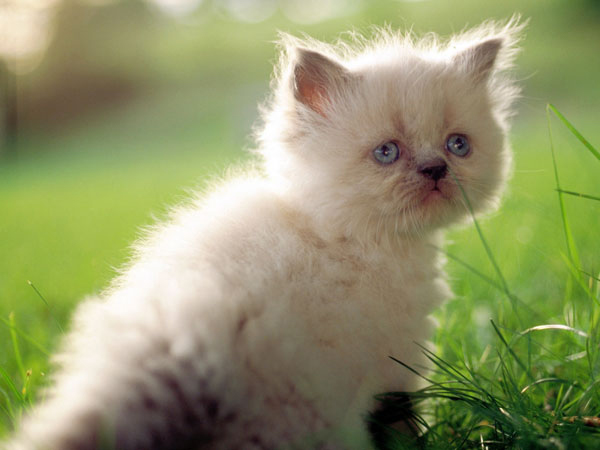 动物小清新,面部特写图片。