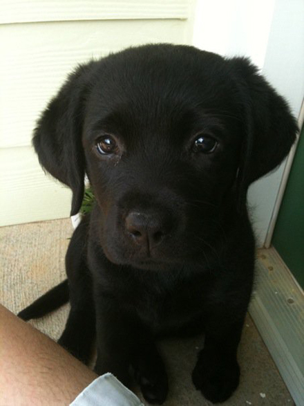 动物小清新,面部特写图片。