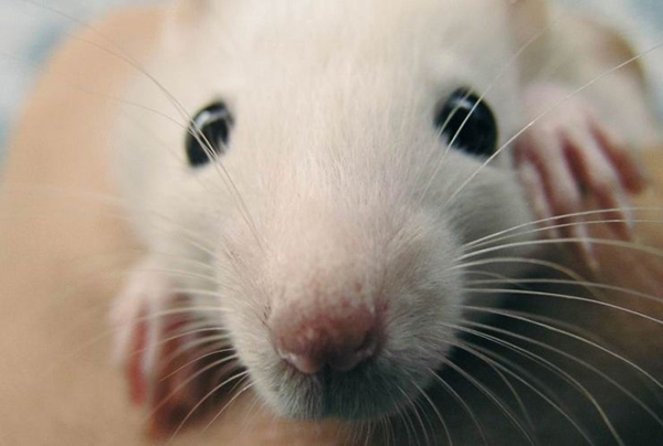 动物小清新,面部特写图片。