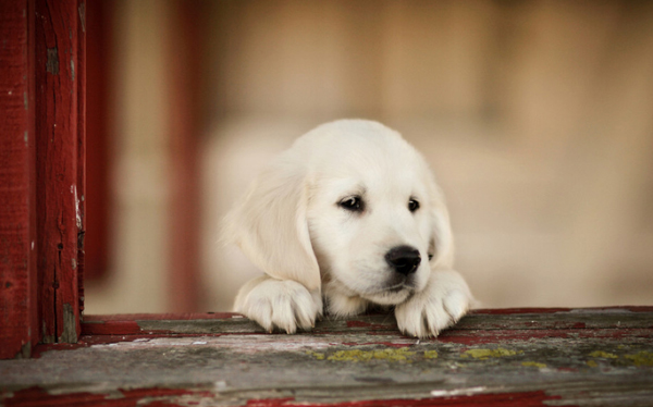 动物小清新,面部特写图片。