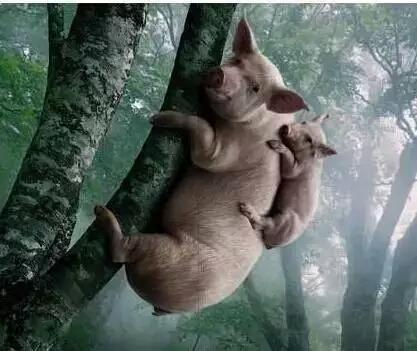 母猪都会 上树了