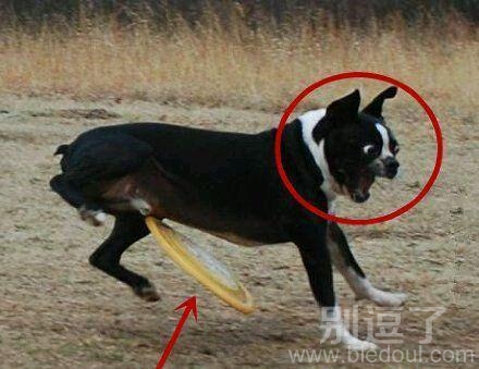 铲屎的，你往那扔呢？