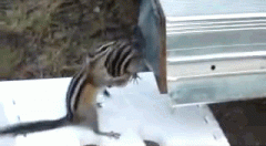 吃成这么个胖纸