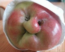 如此纠结的苹果。。 如此纠结的苹果。。