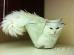 一杯猫,来一杯不? 一杯猫,来一杯不?