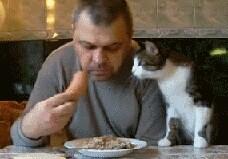 一只饿了的小猫。。