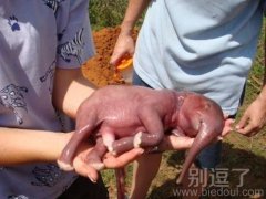原来大象也有这么娇小的时候