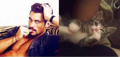 喵了个咪 喵星人 卖萌 喵了个咪 喵星人 卖萌