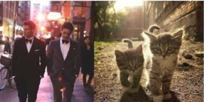 可恶的淫们 竟然学我们喵星人 卖萌