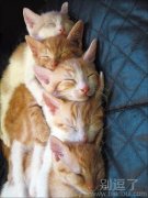 相亲相爱的猫咪一家 相亲相爱的猫咪一家