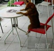 想要吃饭的汪星人。 想要吃饭的汪星人。
