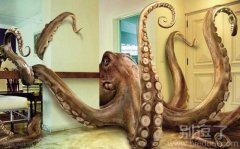 超级大乌贼出没! 超级大乌贼出没!