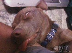 装死咯，来人也别叫我。