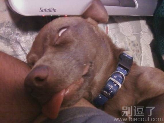 装死咯,来人也别叫我。 装死咯,来人也别叫我。