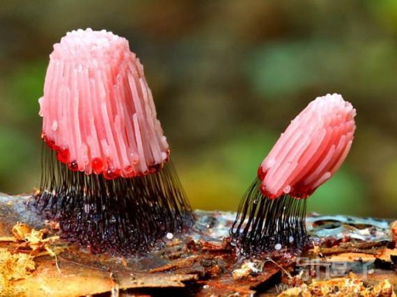 自然奇观，是什么自己想象.