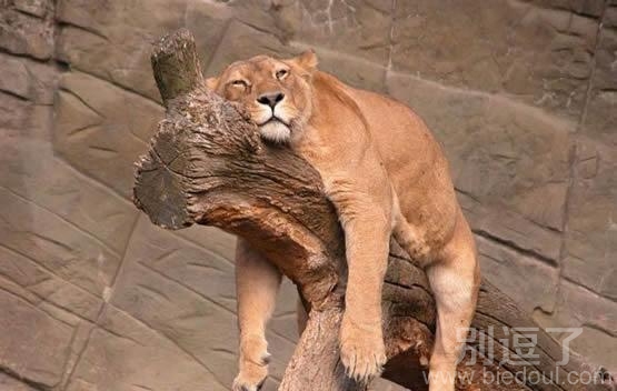 一只心累的母豹子