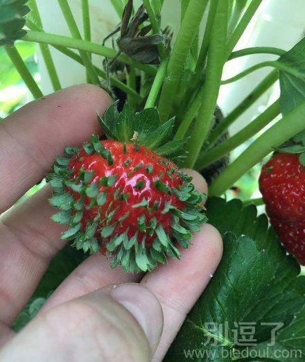 长草的草莓。。。