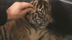 虎妈妈还有30秒到达战场！