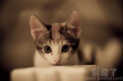 专注的小猫咪，想什么呢