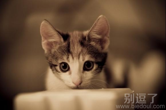 专注的小猫咪，想什么呢