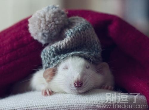 超级萌的小老鼠睡觉