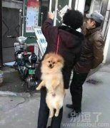 想走路的汪星人。。