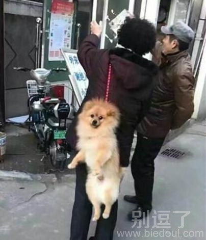 想走路的汪星人。。