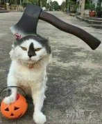 有九条命的猫。。