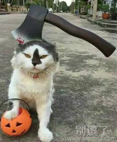 有九条命的猫。。